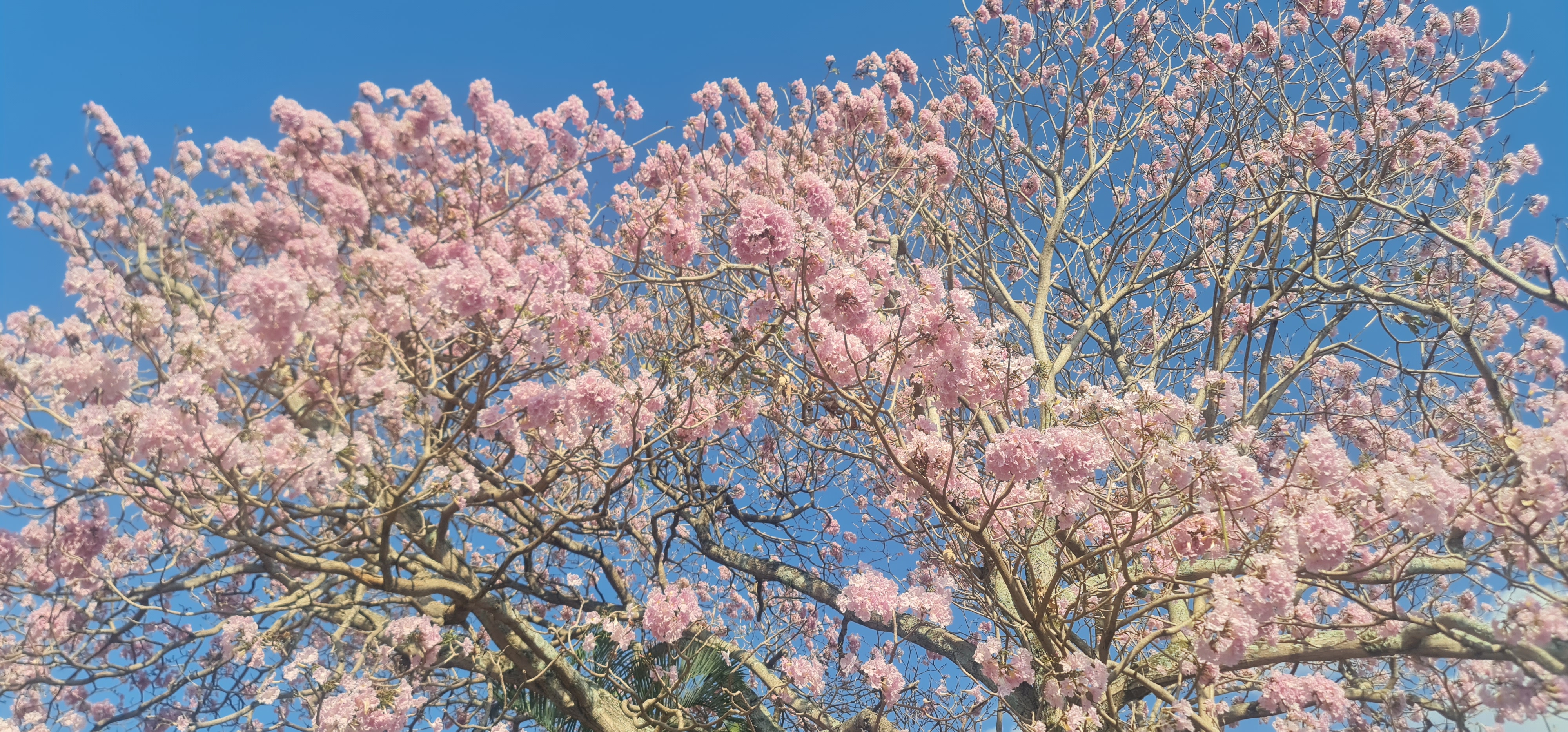 Perico on a Roble Sabana