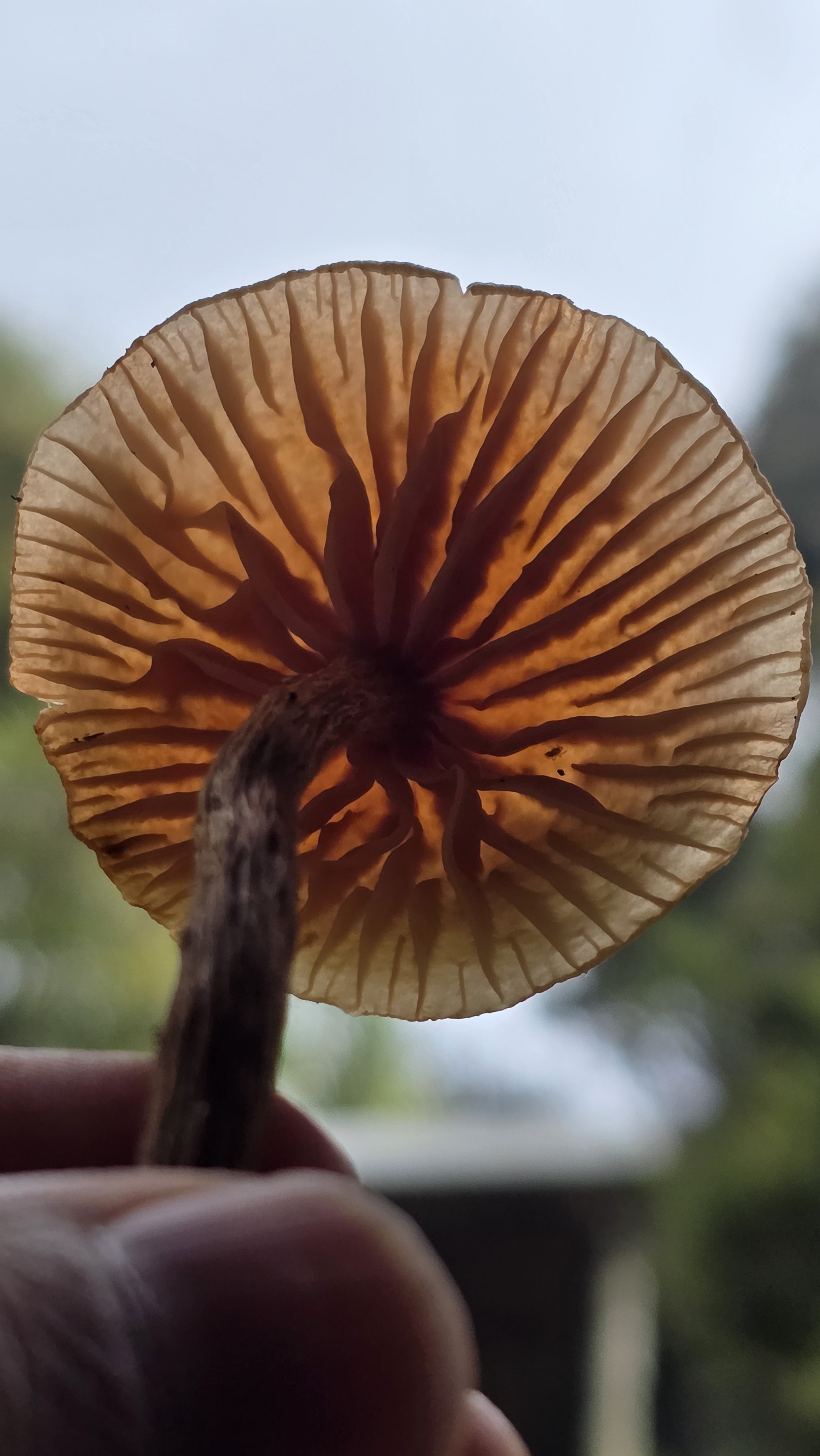 High-Altitude Mushroom Tour