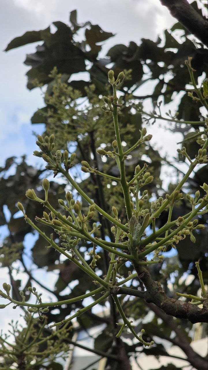 Garden Still Blooming